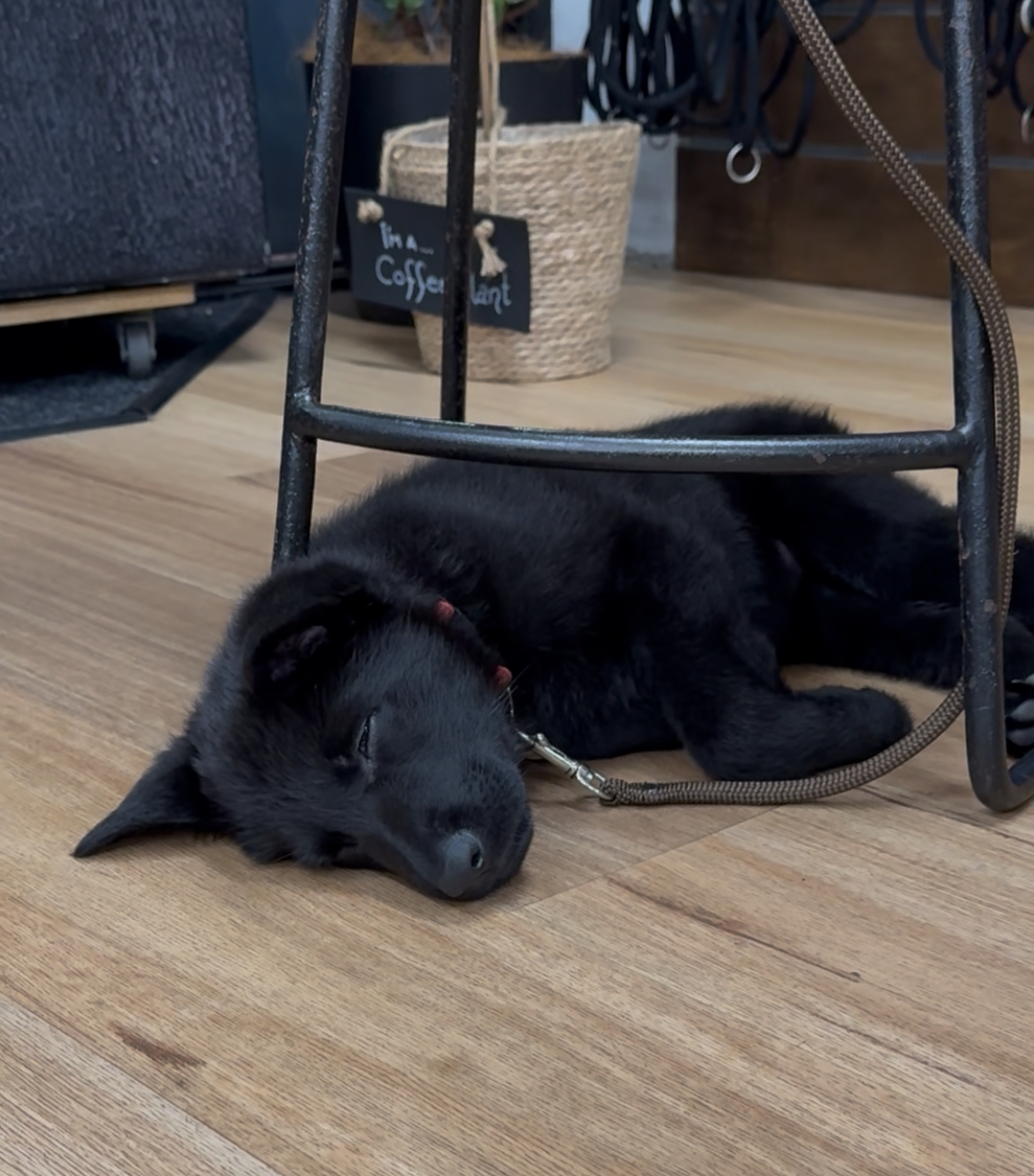 Puppy resting during a session