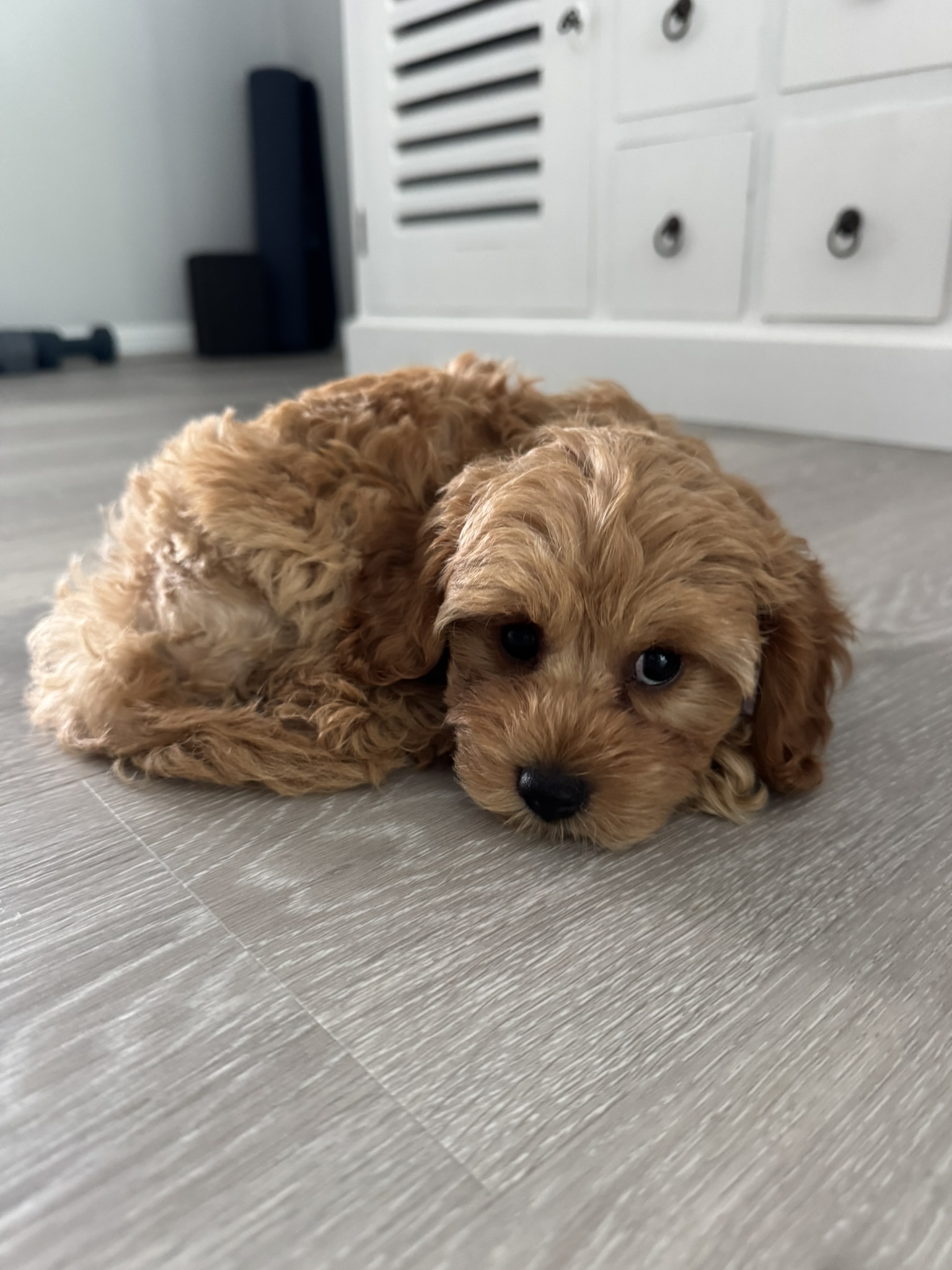 Cavoodle puppy