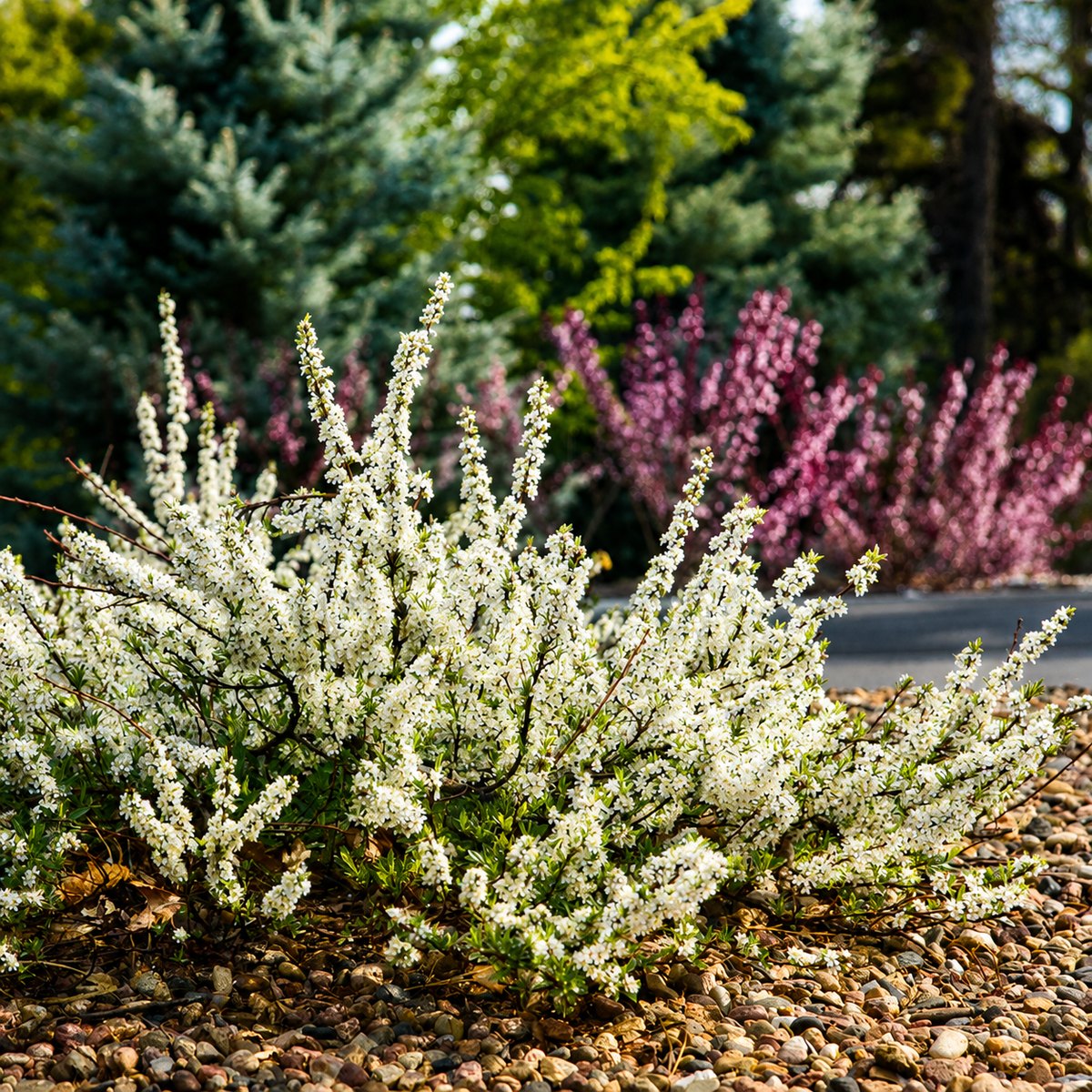 Pawnee Buttes Sand Cherry spreading low and wide, covered in white spring blossoms over gravel