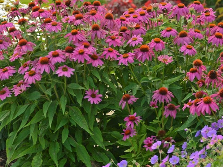 Echinacea 'PowWow Wildberry' coneflowers with vivid magenta-purple petals and orange centers in a garden bed