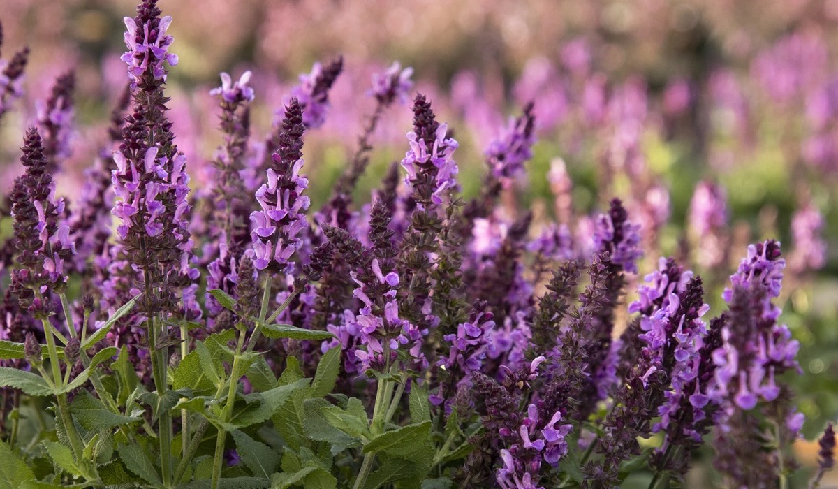Salvia 'Rose Marvel' covered in vibrant rose-pink flower spikes above compact green foliage