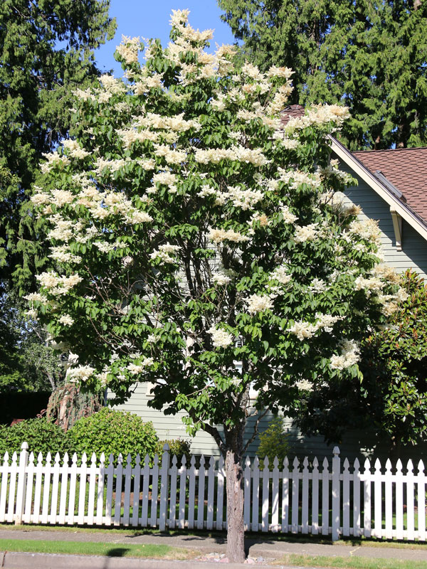 Japanese tree lilac with creamy white flower clusters in summer