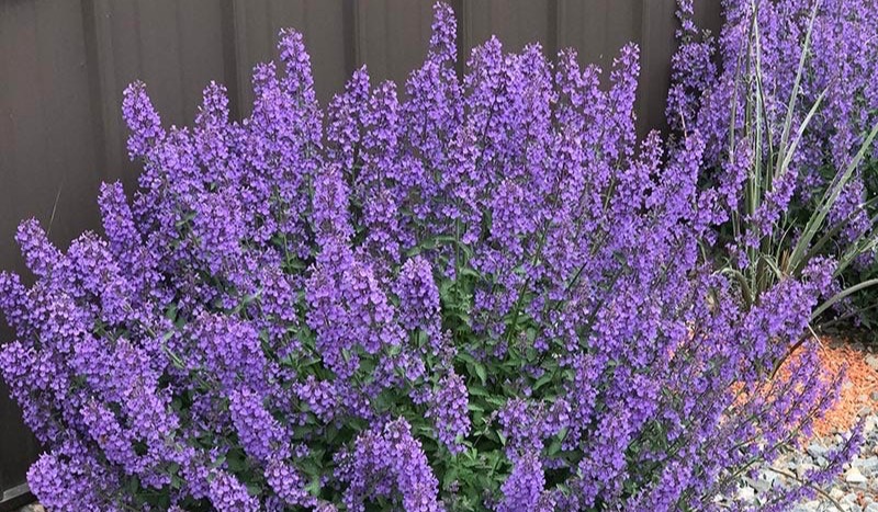 Walker’s Low catmint covered in periwinkle-blue flower spikes above soft gray-green foliage