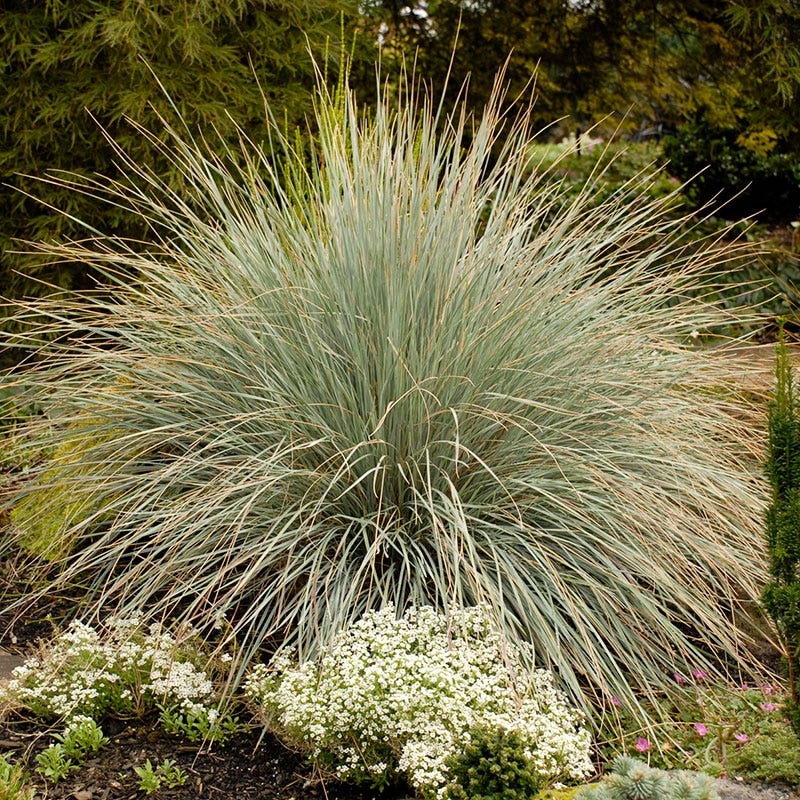Blue avena grass forming a silvery-blue mound with arching seed heads