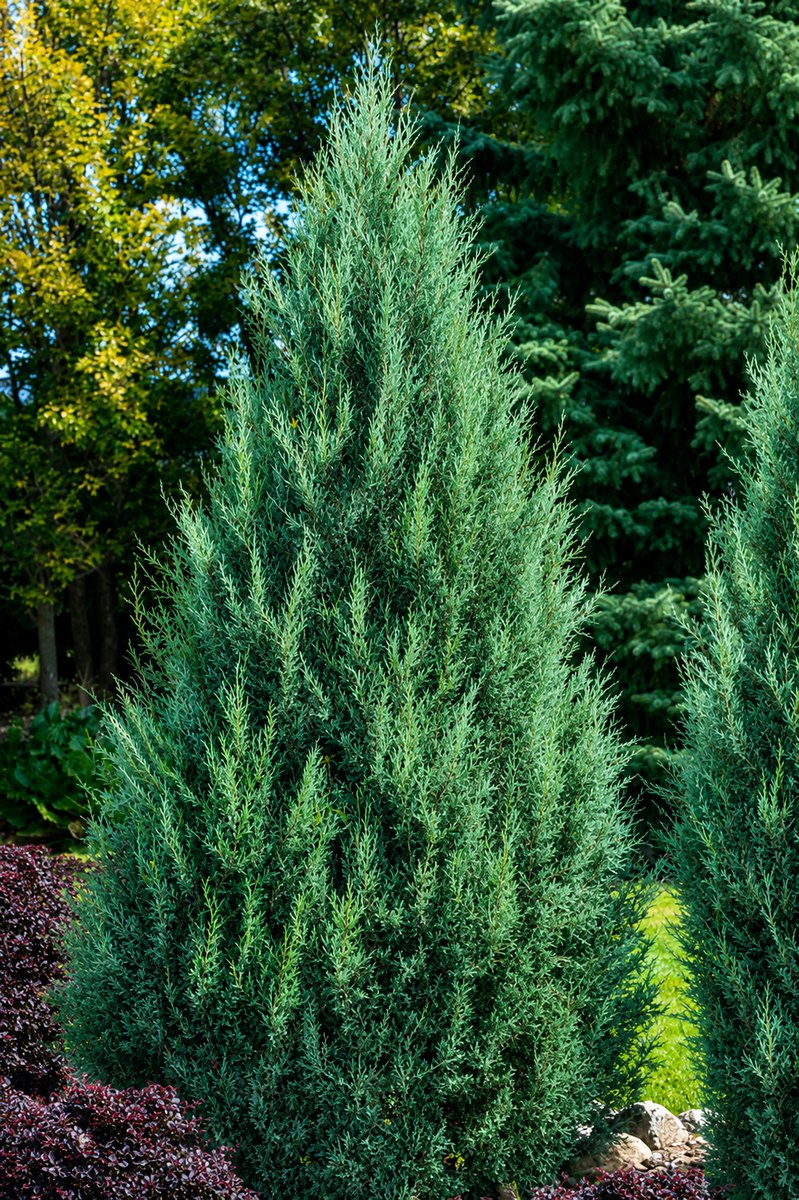 A row of narrow, columnar Medora Junipers with dense blue-green foliage