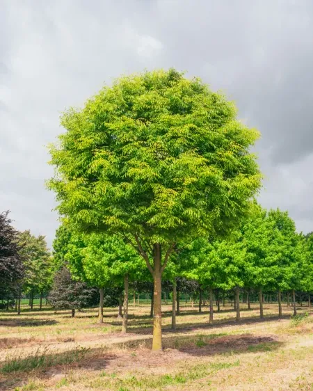 Mature zelkova tree with rounded green canopy in summer