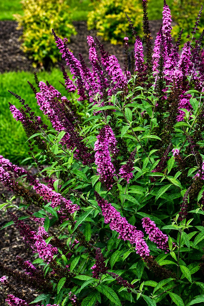 Deep magenta flower spikes on a Buzz Hot Raspberry butterfly bush in full bloom