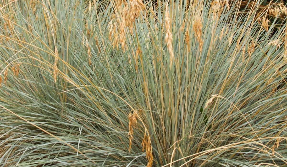 Blue oat grass forming a neat fountain of blue-gray blades in a low-water landscape