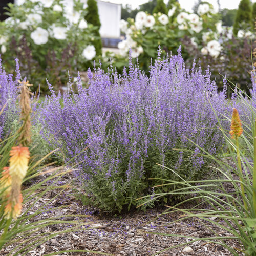 Russian sage in bloom with airy purple flower spikes