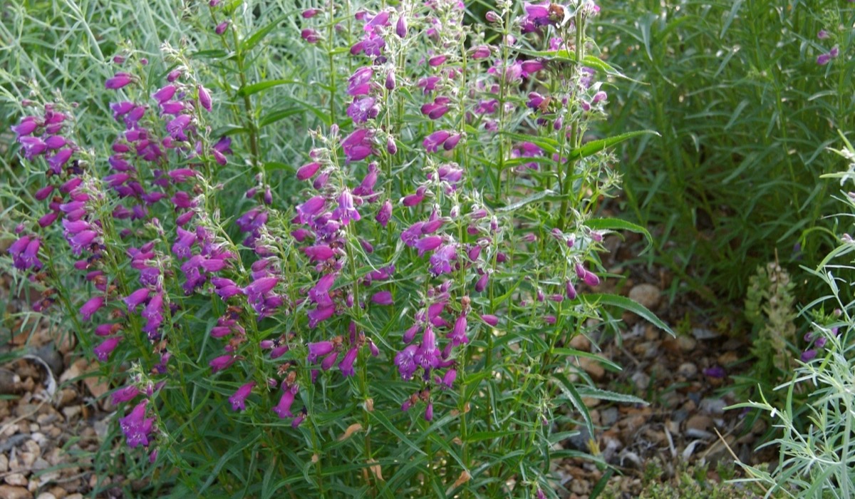 Pikes Peak Purple penstemon blooming with magenta-purple tubular flowers in a gravel-mulched water-wise bed