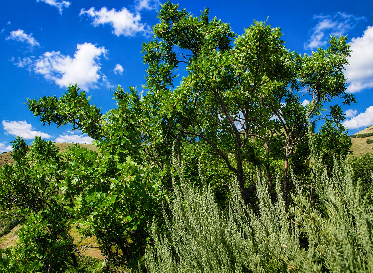 Gambel Oak growing as a natural thicket on a dry Utah hillside
