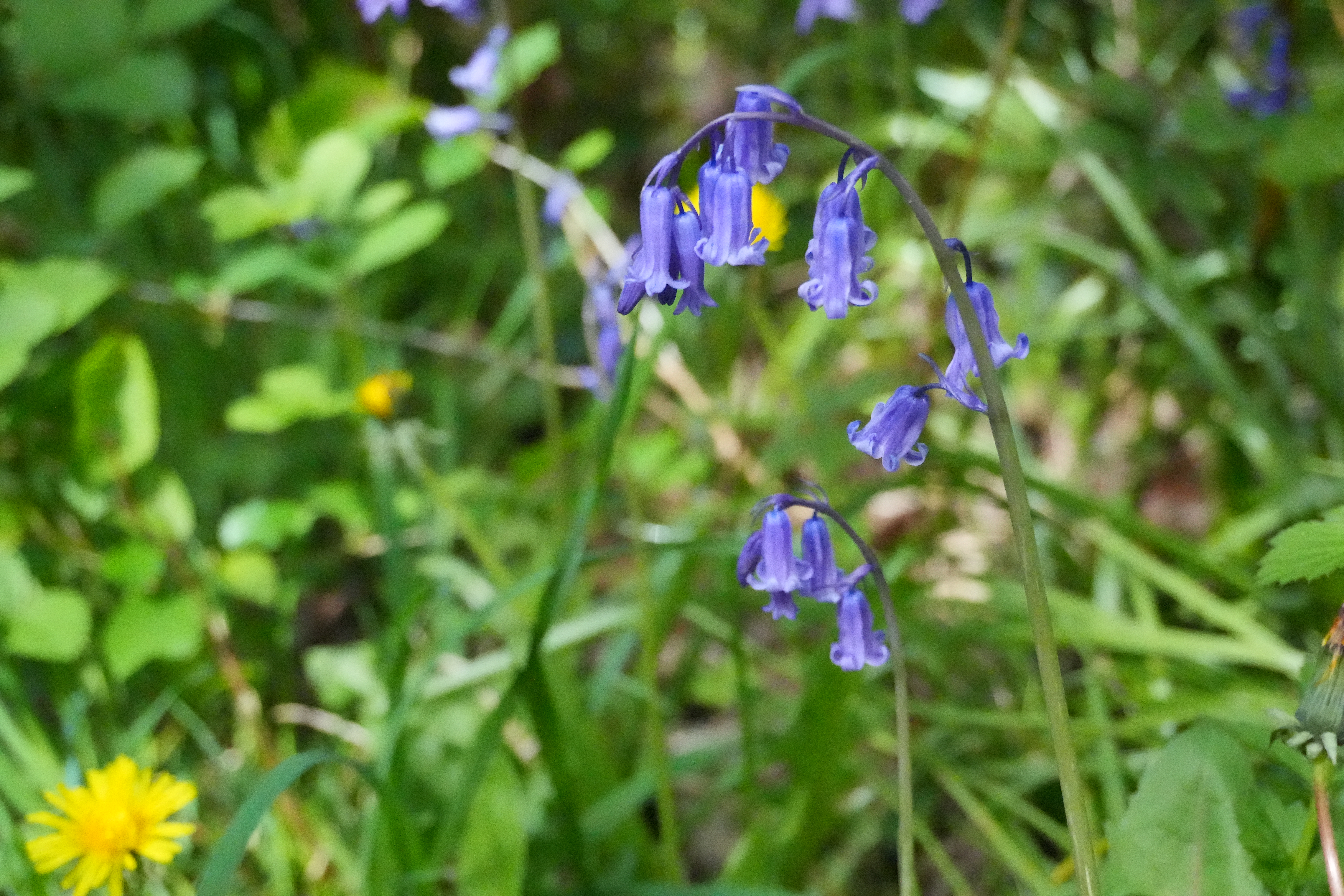 Close-up of bluebells in a woodland, capturing a calm, slow moment in nature