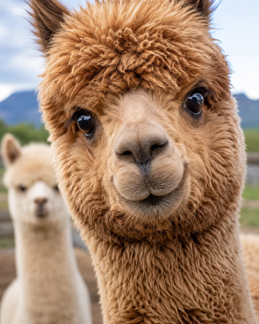 Curious alpacas approaching visitors at the Honey Lake ranch