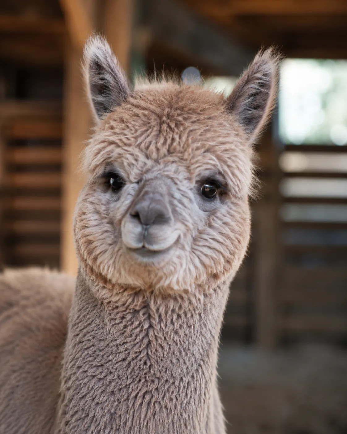 Juniper Moon, a rose grey Huacaya pet-quality gelding alpaca for sale near Honey Lake, California