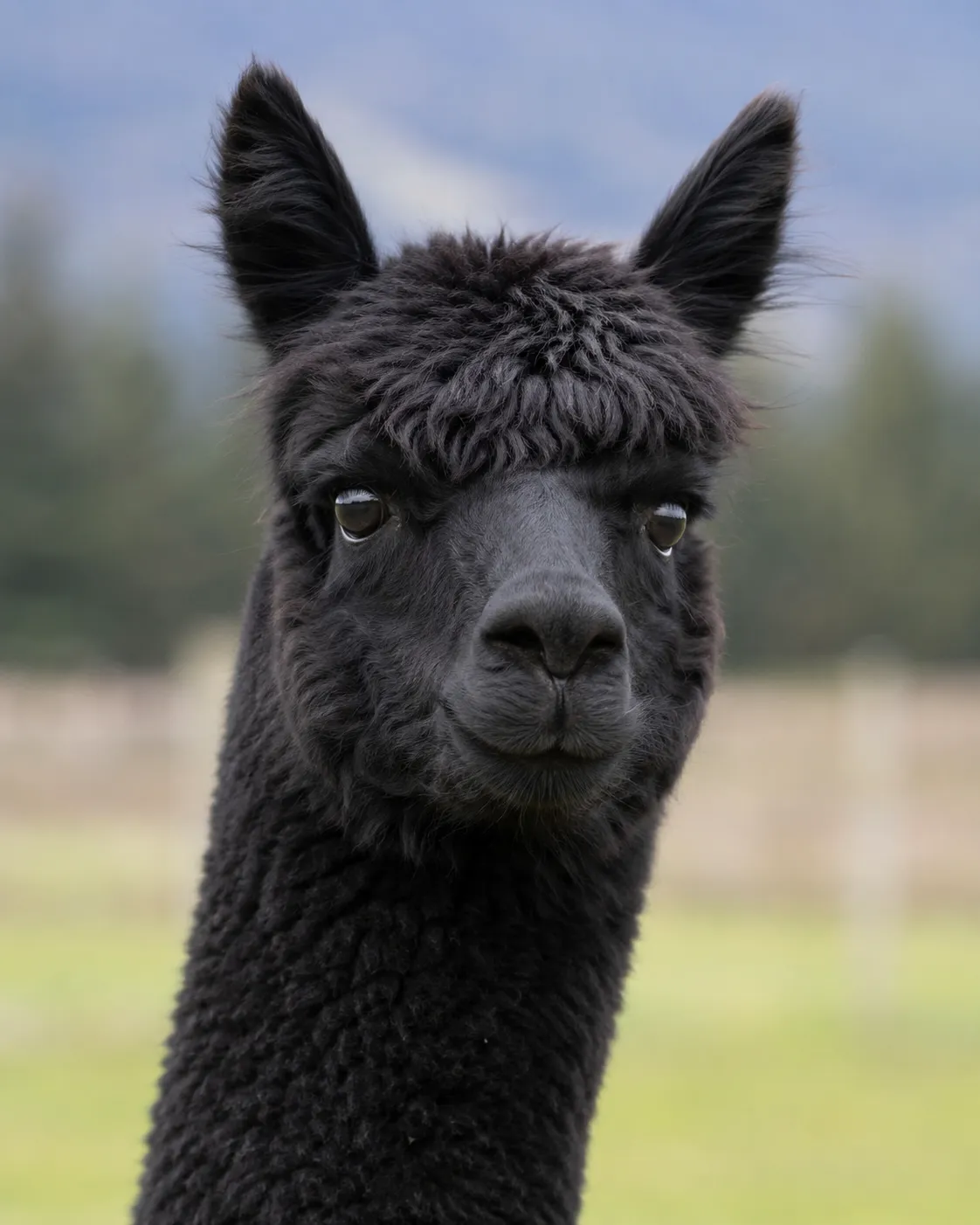Honey Lake Athena, a true black Huacaya breeding female alpaca for sale at Alpaca Adventures in Janesville, California