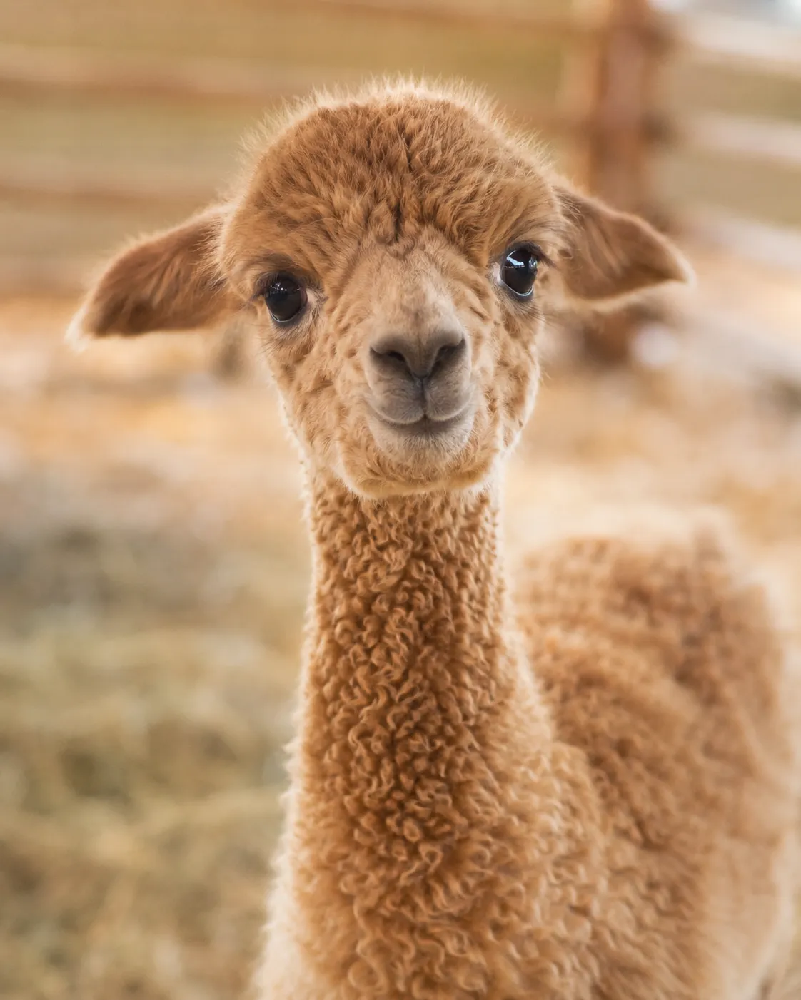 Ellie, a young bottle-fed alpaca cria with big eyes at Alpaca Adventures