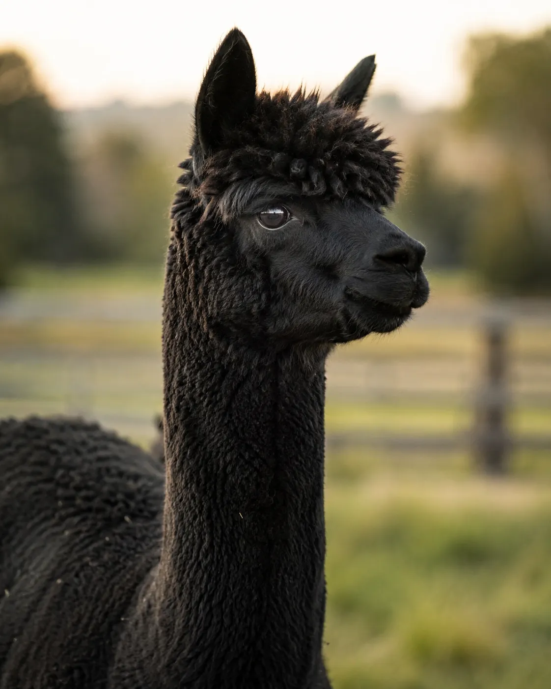 Raven, a true black Huacaya alpaca female with deep dark fleece at the Honey Lake ranch