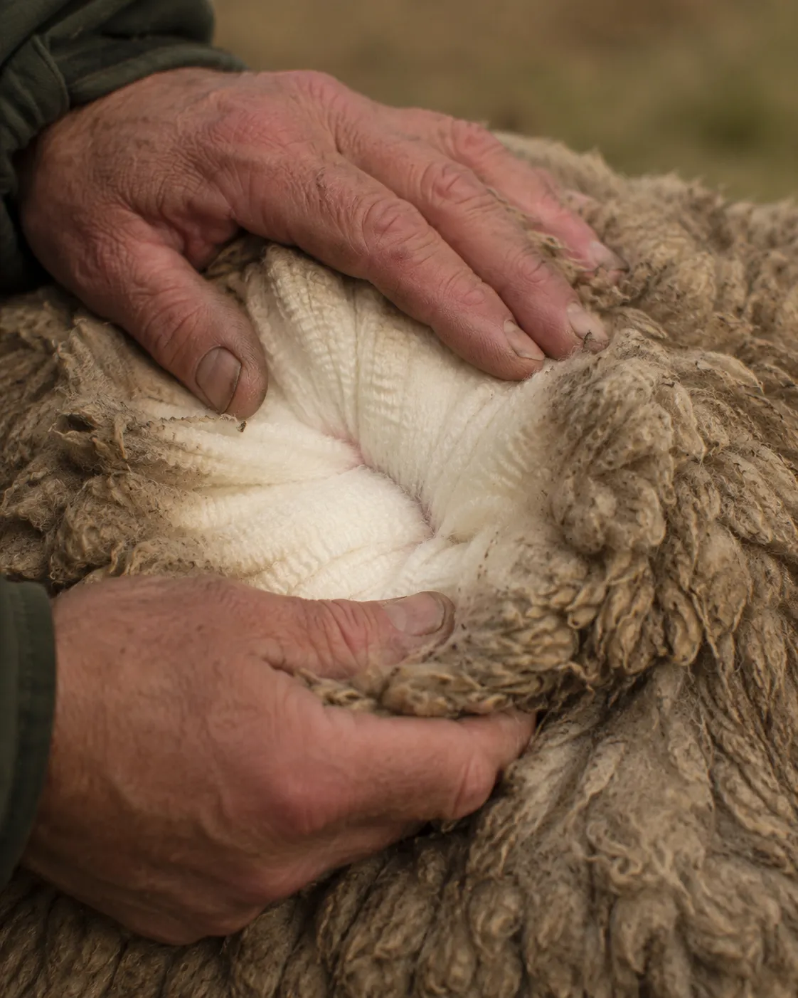 Close-up of weathered working hands gently inspecting the dense fleece of a Huacaya alpaca on the Honey Lake ranch