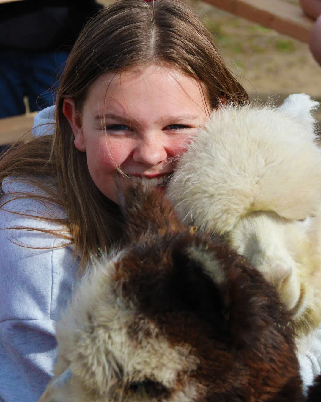 A young guest smiling and hugging two alpacas during a visit to Alpaca Adventures at Honey Lake