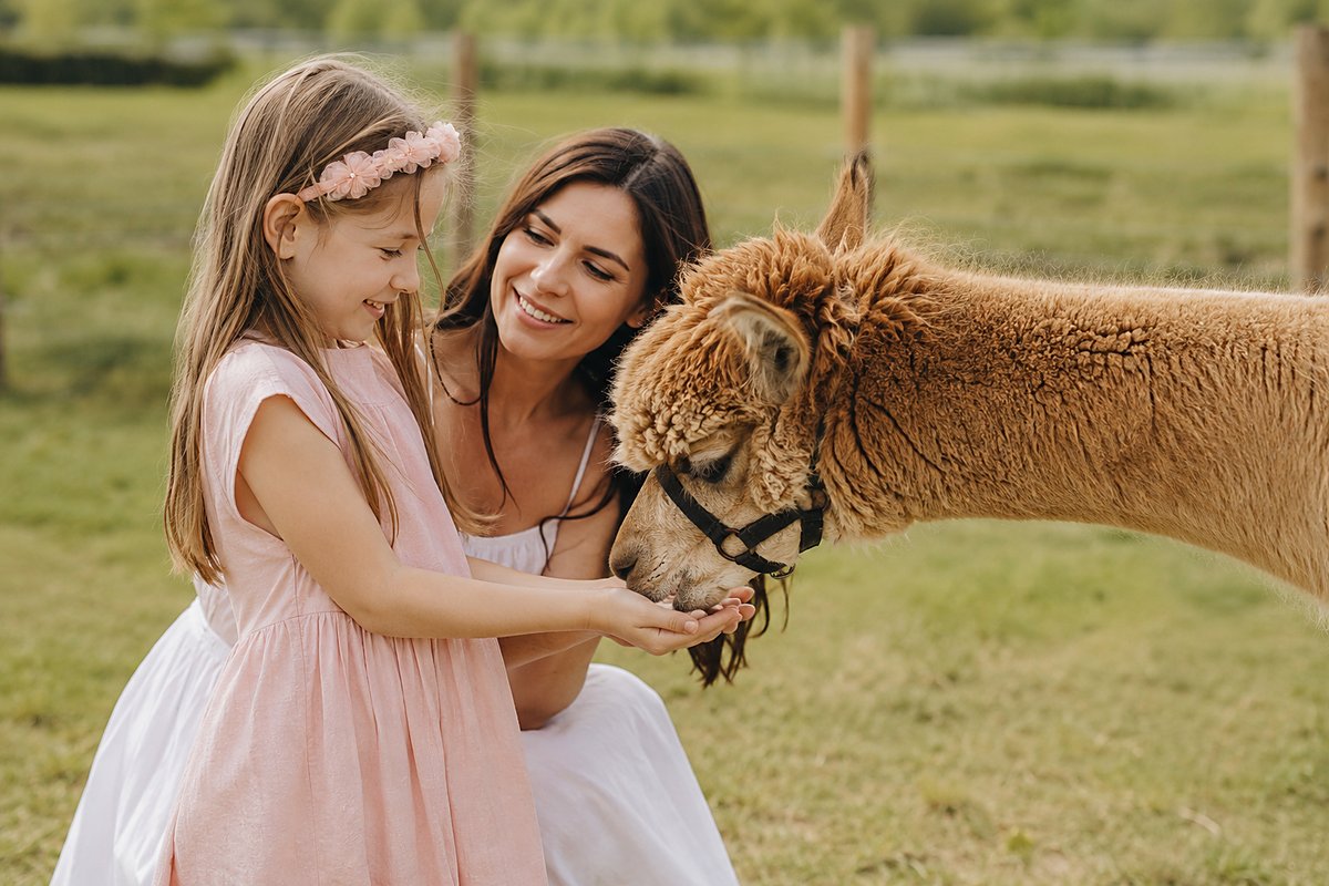A child hugging an alpaca