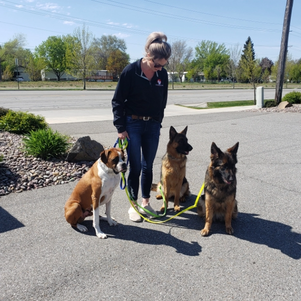 puppy-boarding