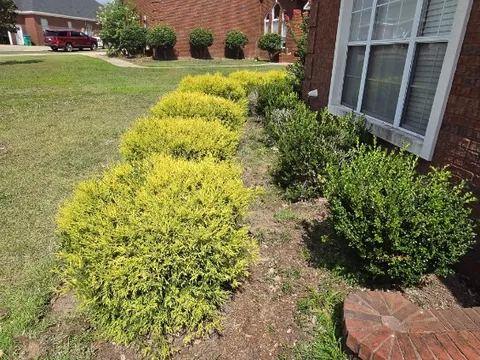 Trimmed chartreuse shrubs and boxwoods in a bed beside a red brick house and green lawn