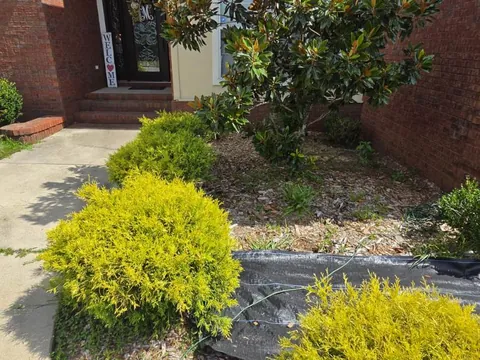 Garden bed in front of a brick house with black landscape fabric partly laid out next to chartreuse shrubs and a large evergreen tree
