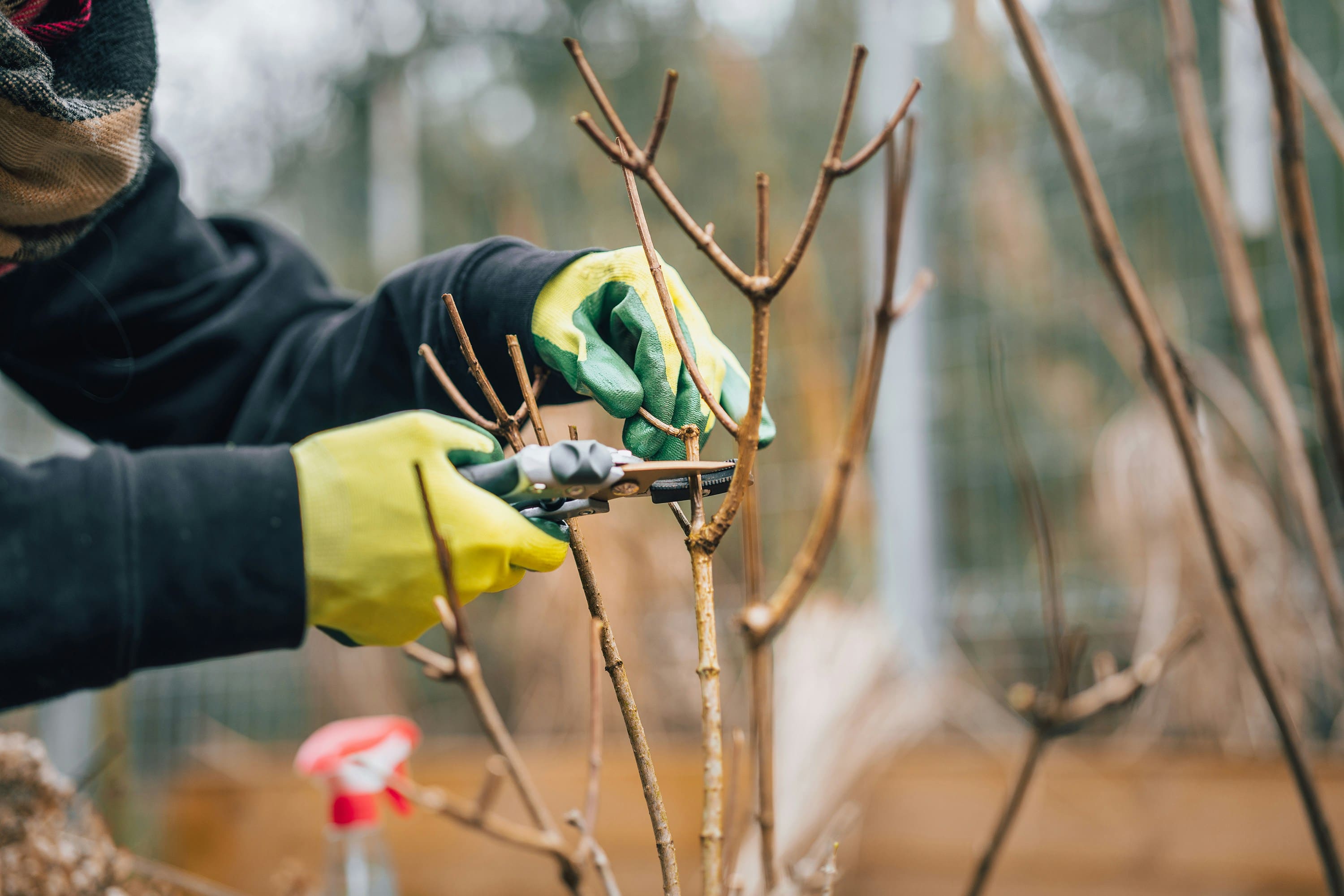 Garden Cleanups