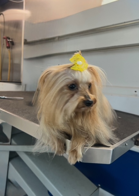 Oakland Park Bathing and Drying