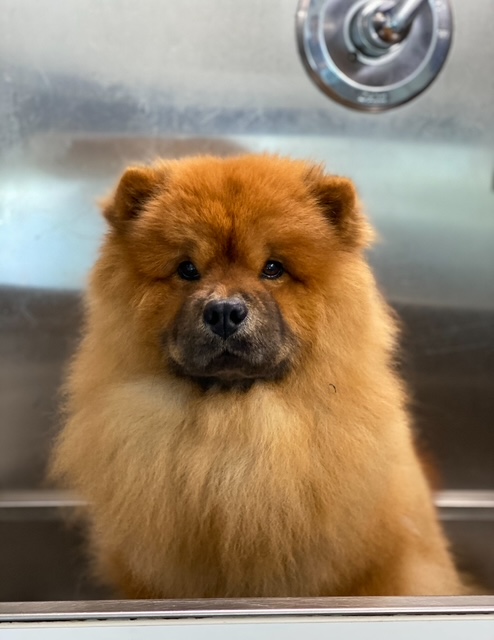 Harbor Beach Nail Trimming