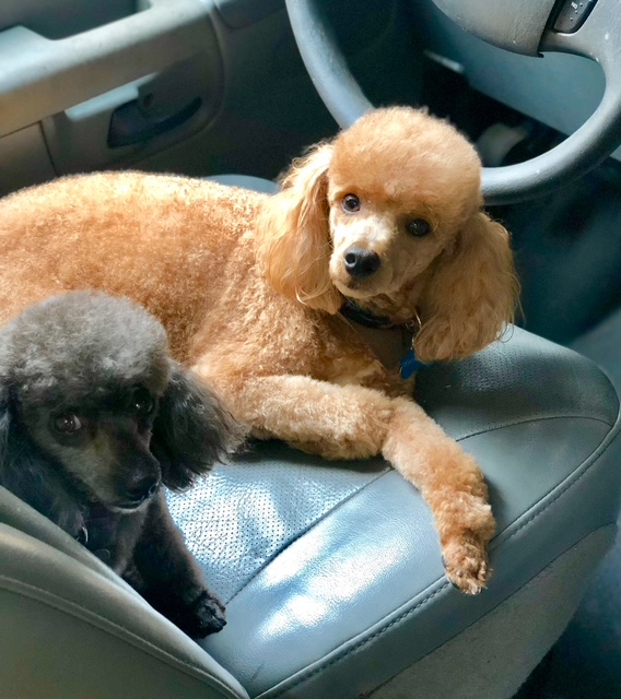 Ear Cleaning and Teeth Brushing Fort Lauderdale