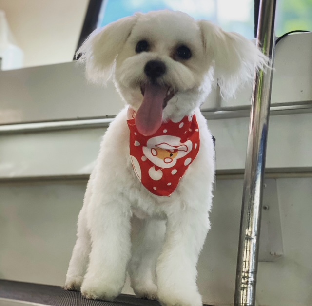 Idlewyld Nail Trimming