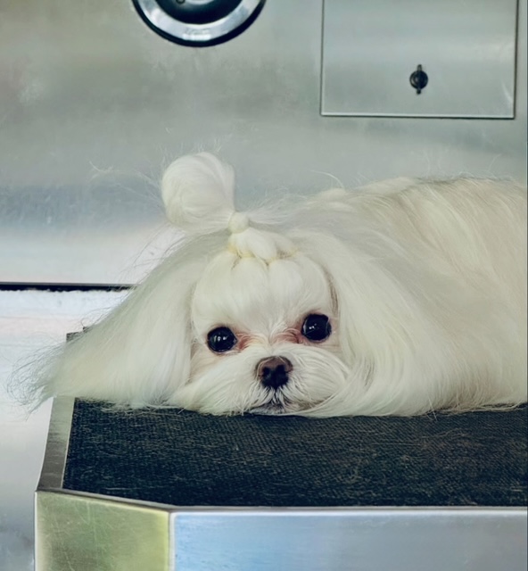 Bathing and Drying Fort Lauderdale