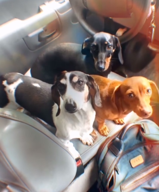 Ear Cleaning and Teeth Brushing Fort Lauderdale