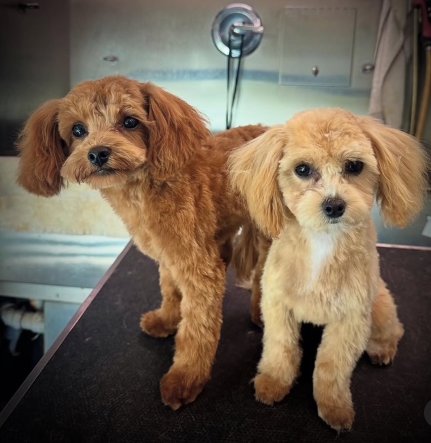 Nail Trimming Fort Lauderdale