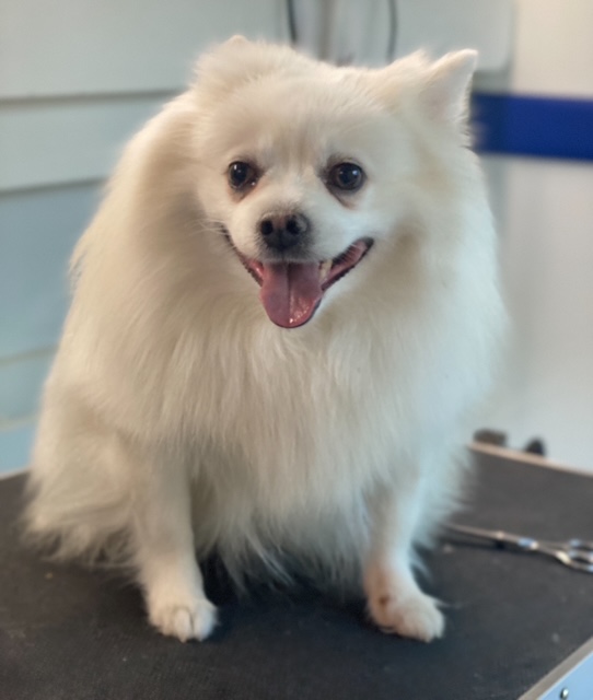 Fort Lauderdale Beach Nail Trimming