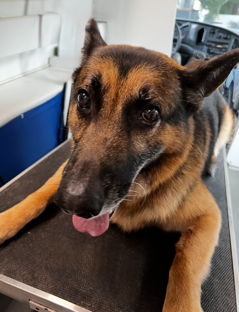 Poinsettia Heights Nail Trimming