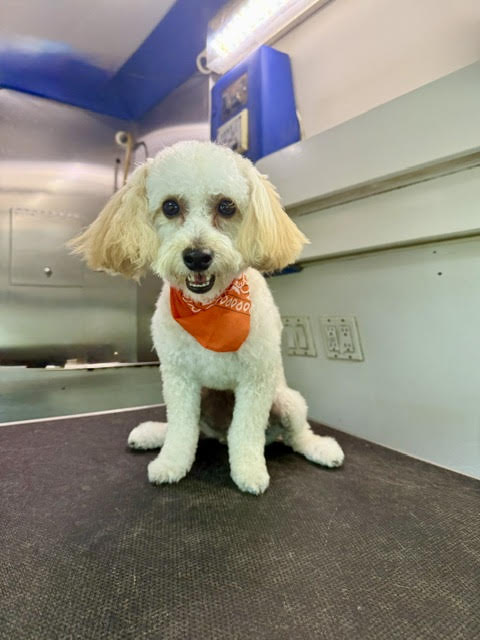 Oakland Park Ear Cleaning and Teeth Brushing