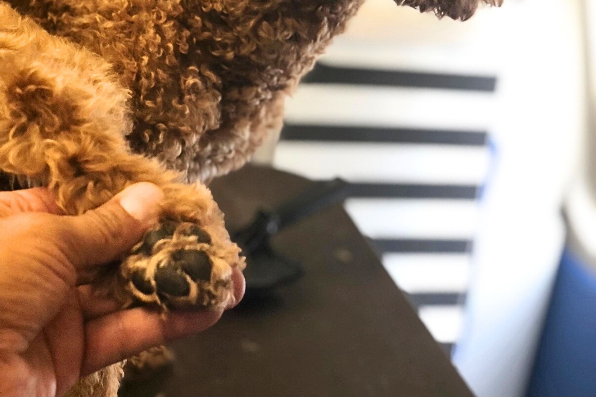 Nail Trimming in Fort Lauderdale