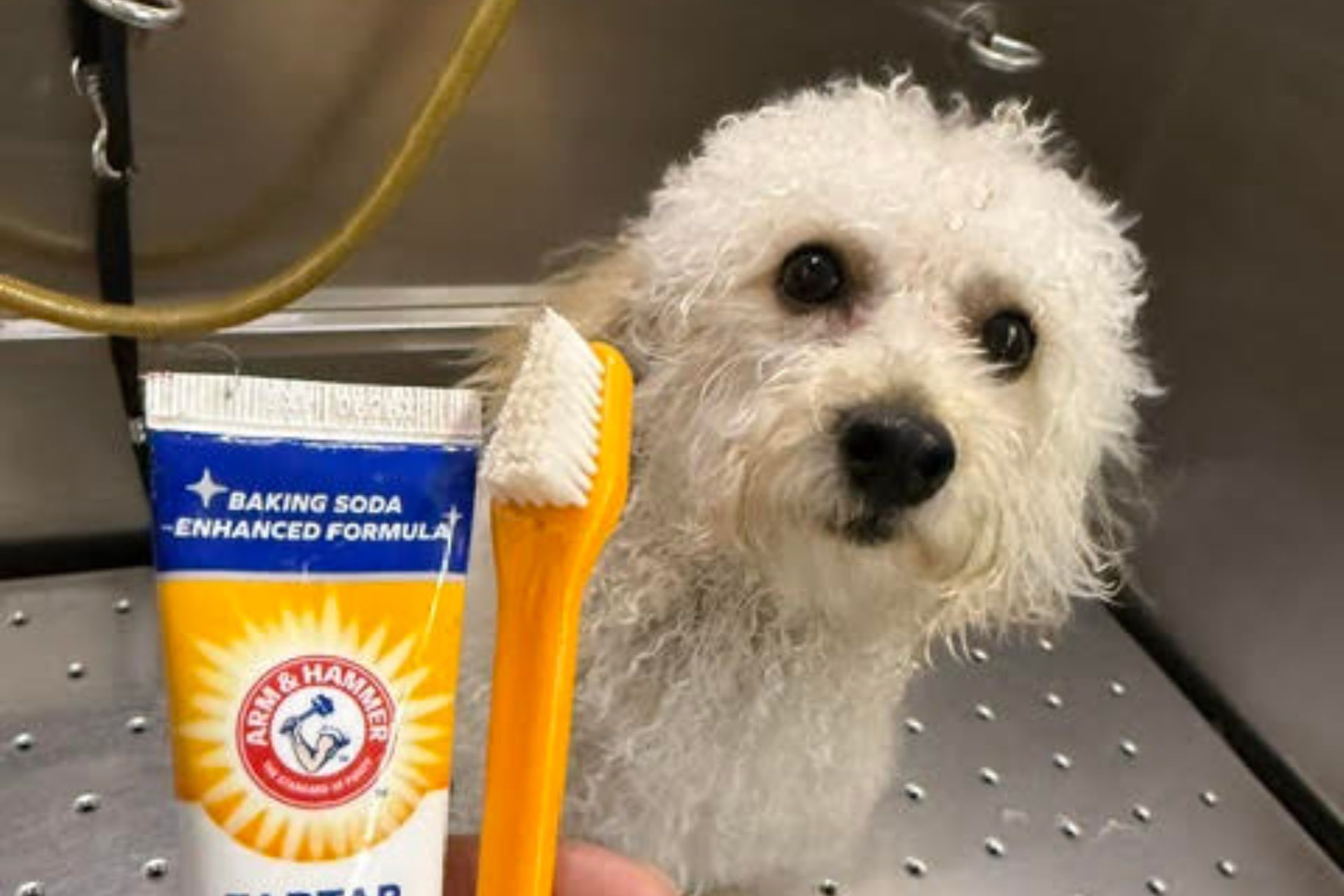 Ear Cleaning and Teeth Brushing in Fort Lauderdale