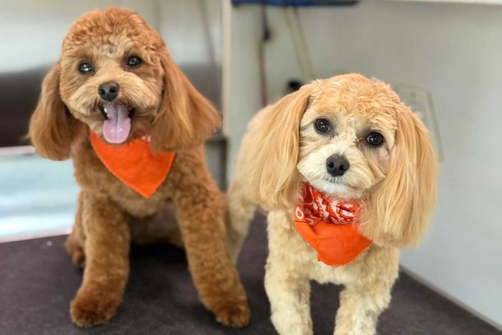 Haircut and Styling in Fort Lauderdale