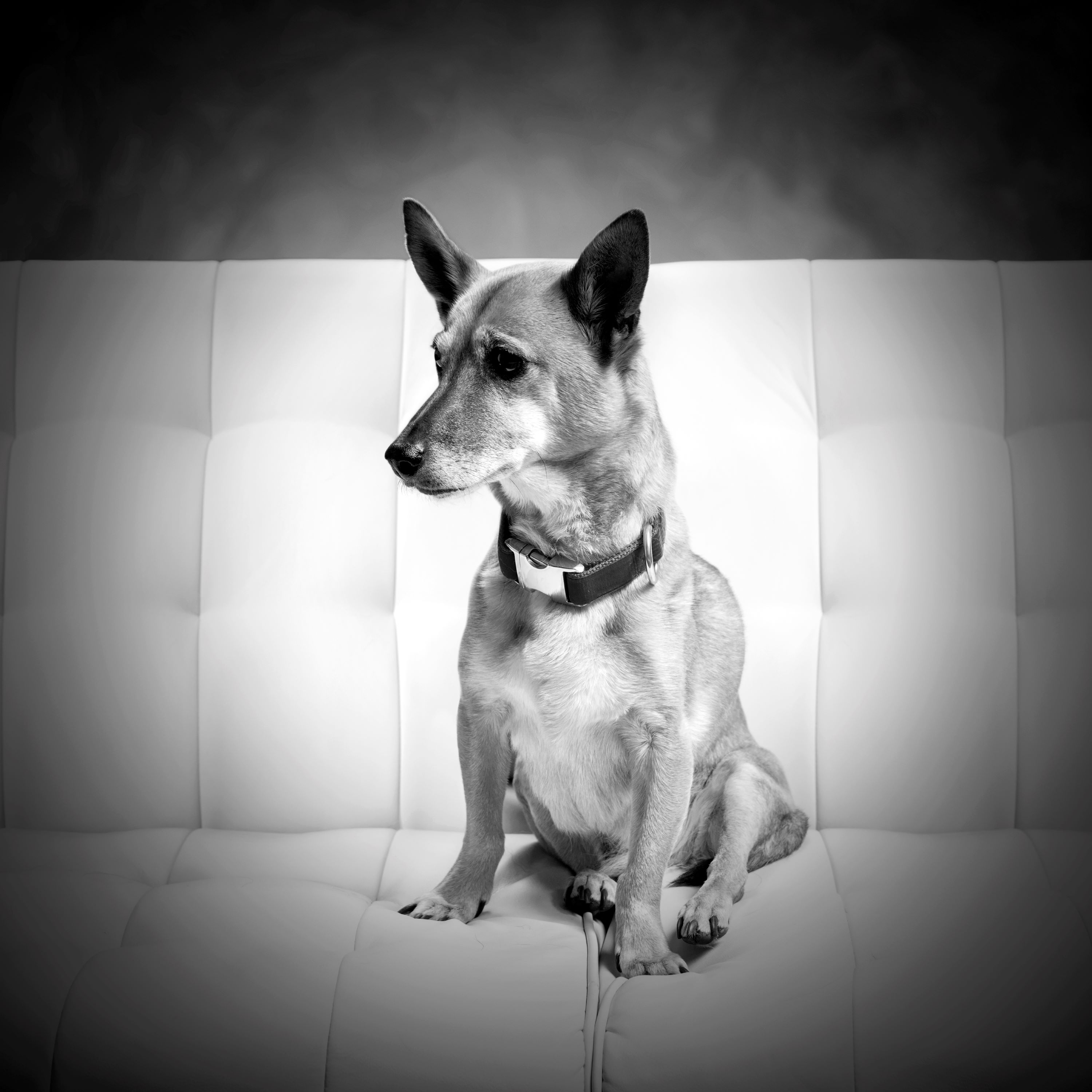 Black and white studio portrait of a small dog with upright ears sitting on a white cushioned chair, looking attentively to the side.