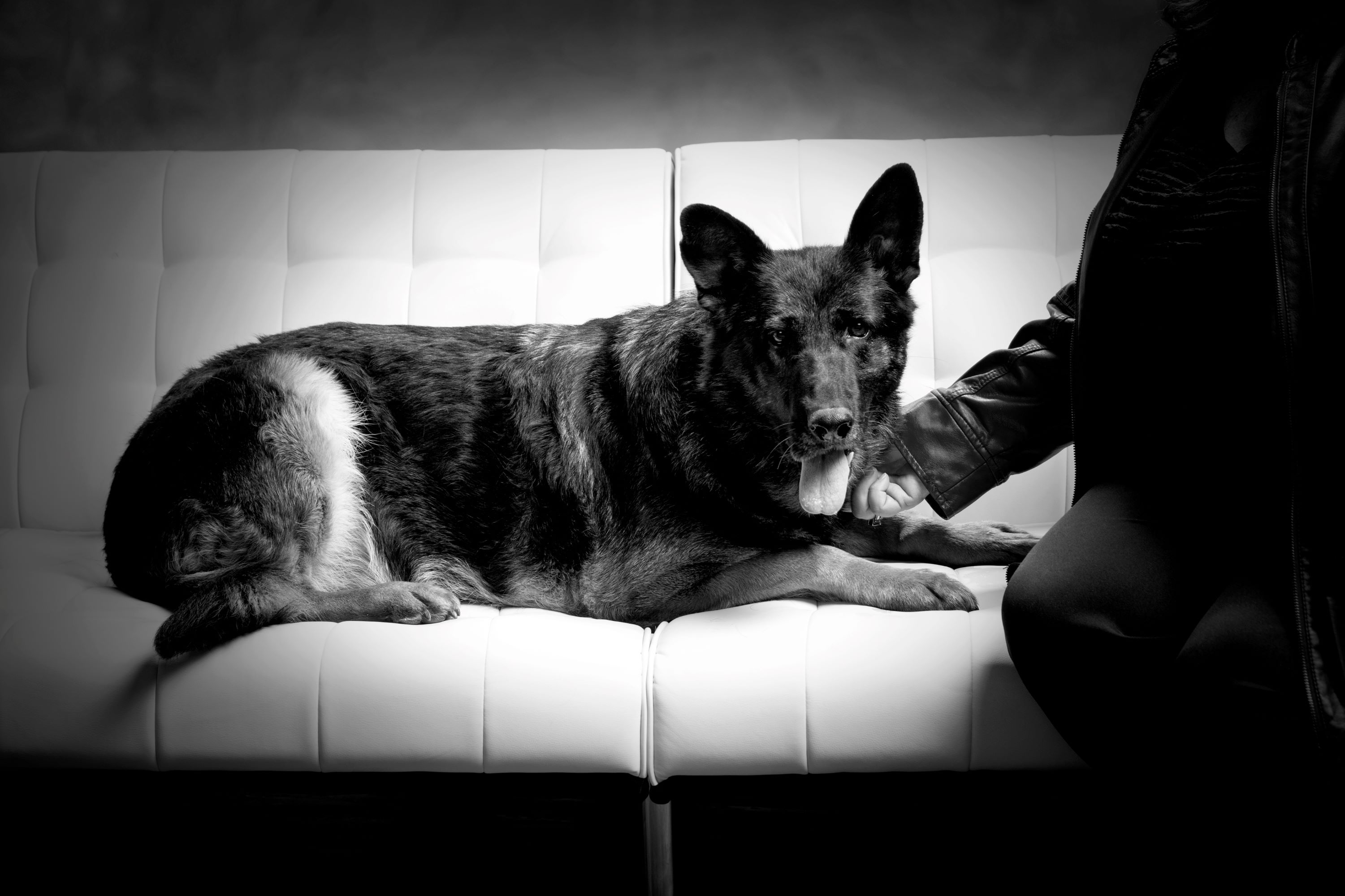 Black and white studio portrait of dog laying down on couch