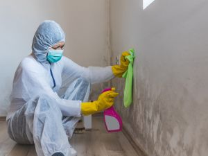 Mold Remediation in Fruita