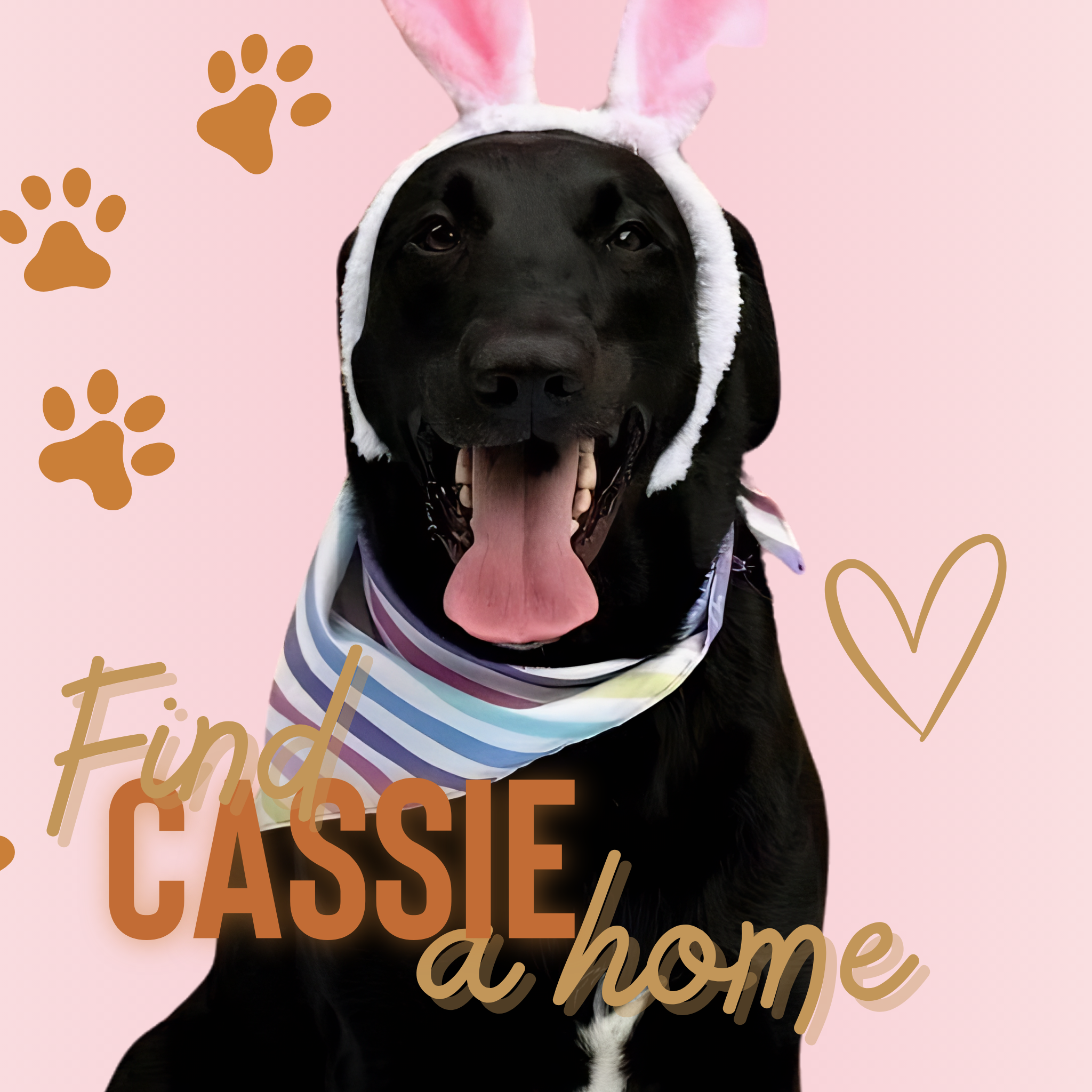 Cassie