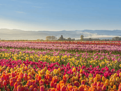  Home Remodeling & Improvement Solutions