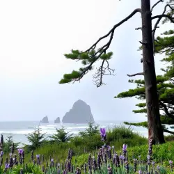A serene landscape of a forest floor, with a faint mist of lavender floating above the trees. In the distance, a cedarwood tree stands tall, its trunk sturdy and strong. A refreshing coastal breeze carries the invigorating scent of eucalyptus, with the sound of gentle waves crashing in the background. A serene landscape of a forest floor, with a faint mist of lavender floating above the trees. In the distance, a cedarwood tree stands tall, its trunk sturdy and strong. A refreshing coastal breeze carries the invigorating scent of eucalyptus, with the sound of gentle waves crashing in the background.