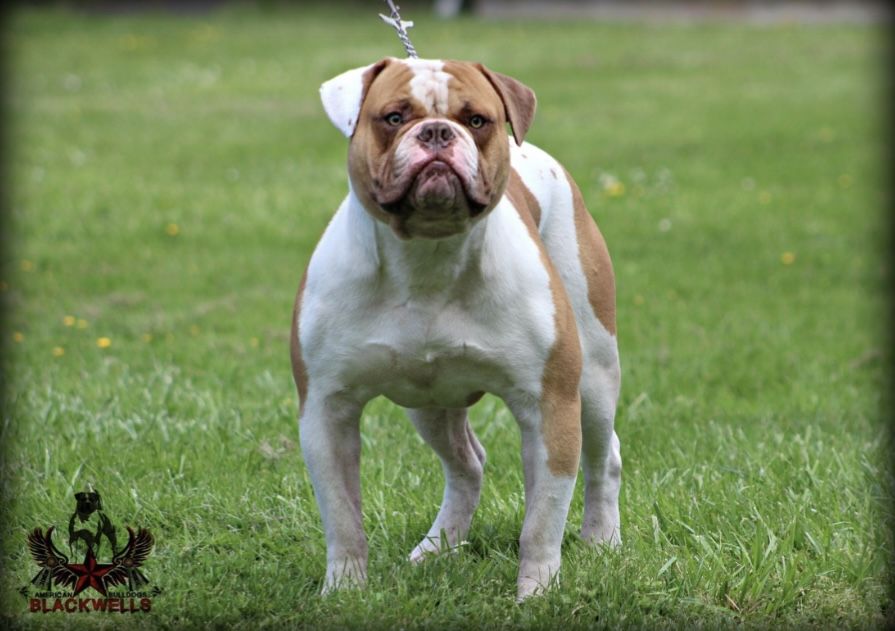 UKC CH Blackwell's Triton