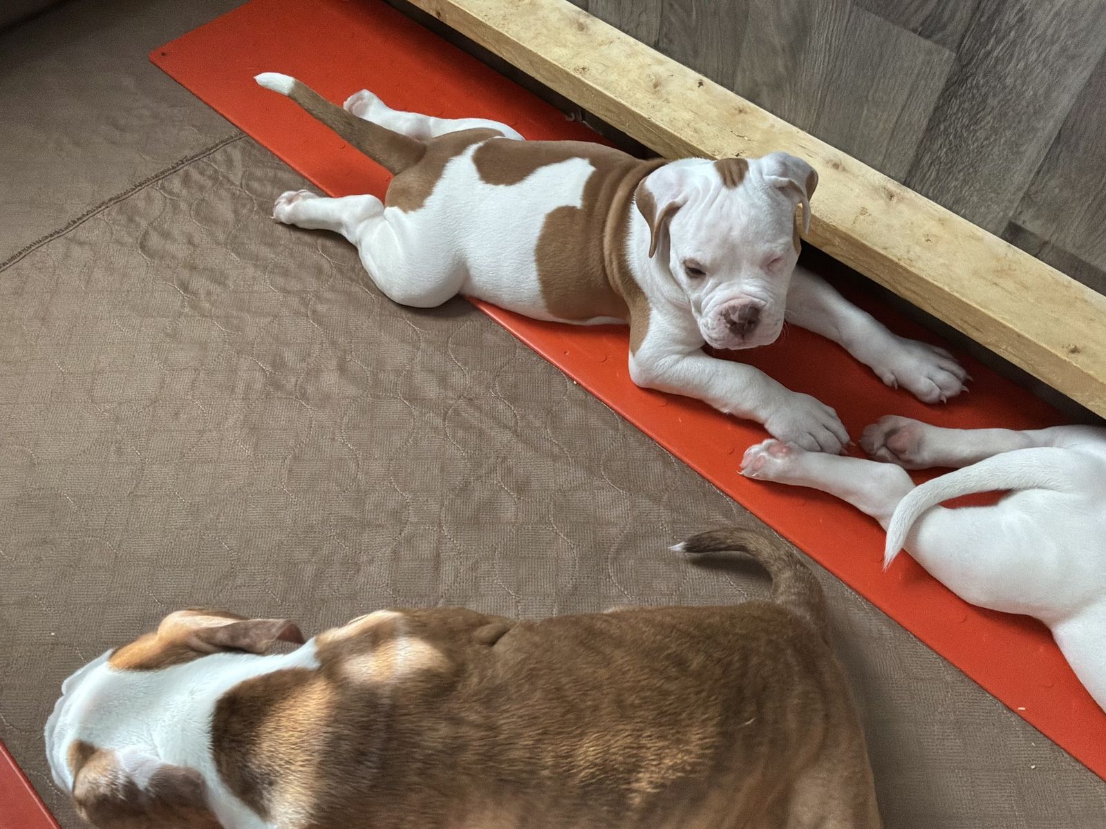 Coleman Canines 2025 litter photo 26
