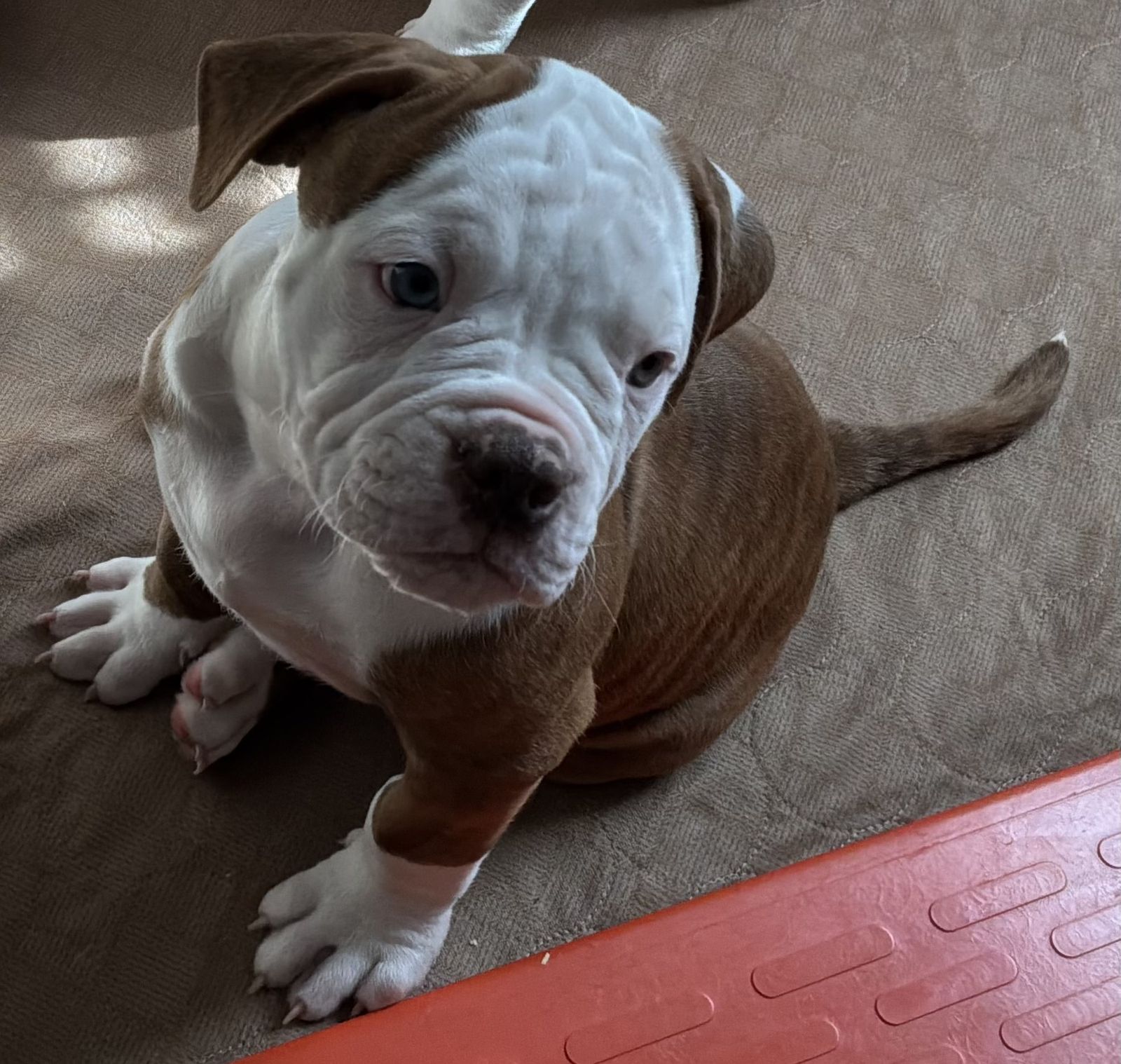 Coleman Canines 2025 litter photo 37